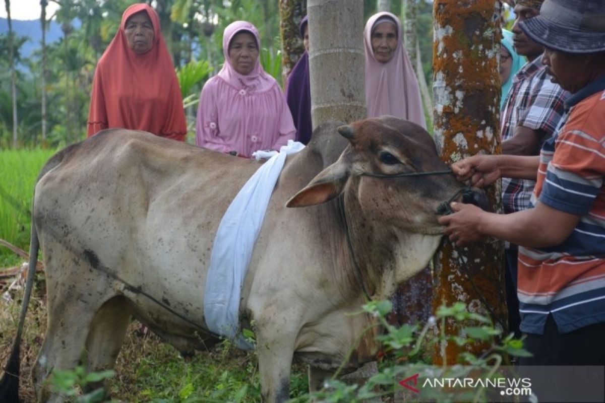 Warga Agam, Sumatera Barat dandani hewan kurban sebelum disembelih