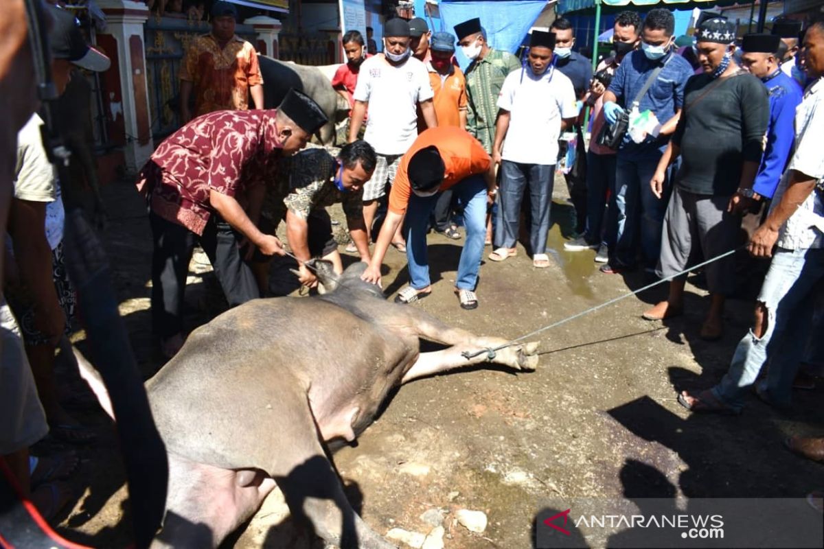 HIKKBAR sembelih 8 ekor hewan kurban disaksikan ketua gadang Bakhtiar Sibarani