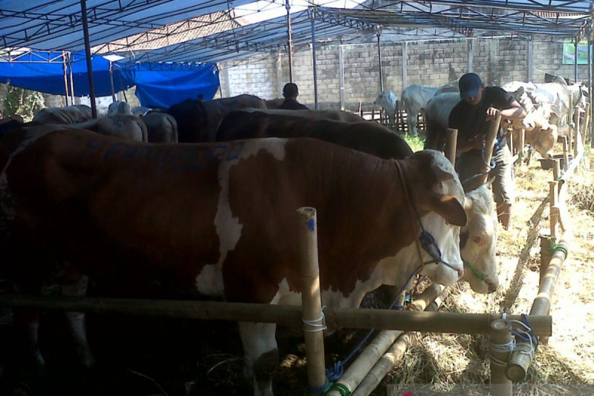DKP3 Kota Sukabumi temukan hati sapi mengandung cacing