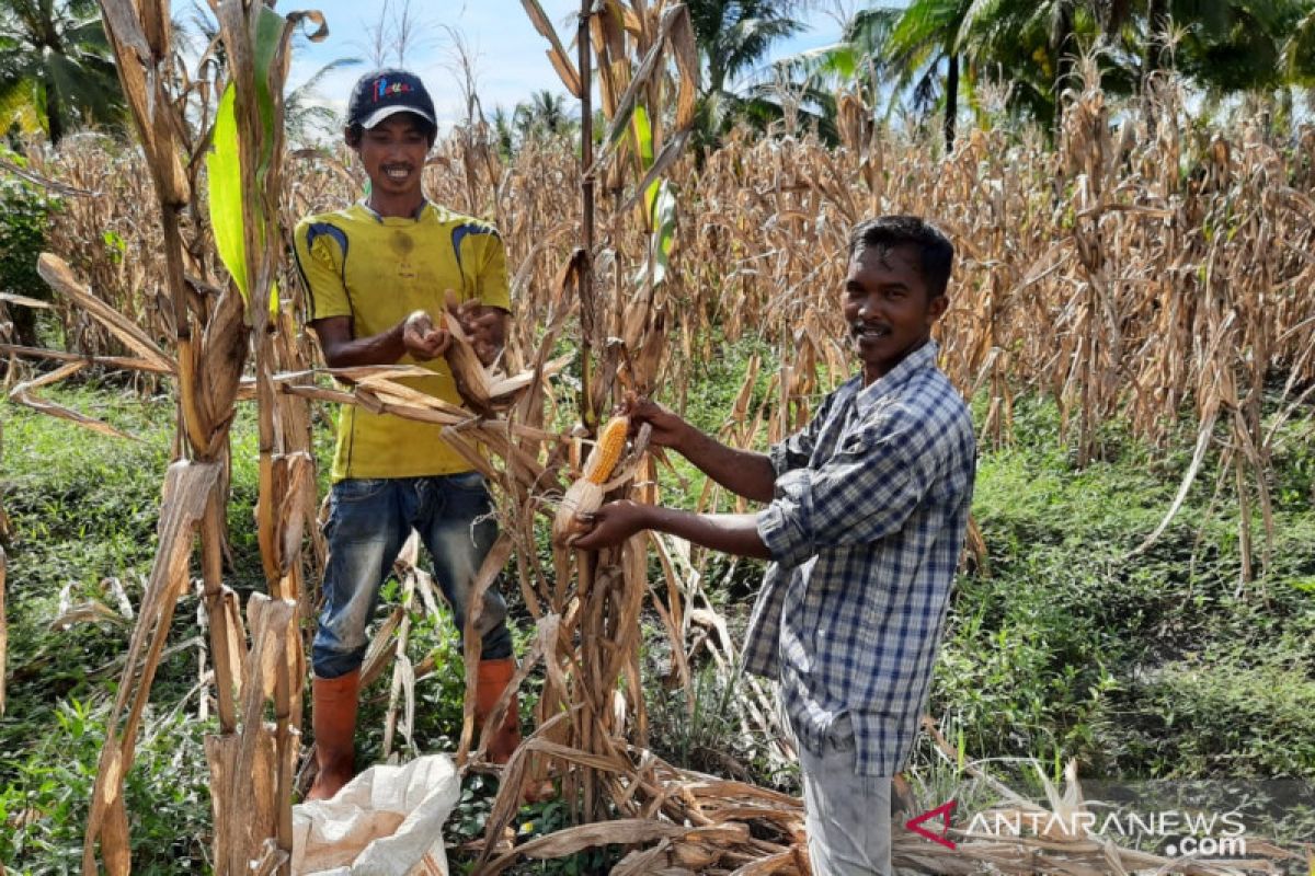 Kalbar kembangkan lahan percontohan tanam jagung di lahan kelapa