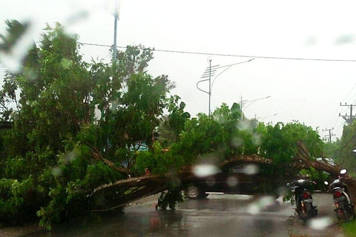 Angin tumbangkan pohon diatas badan jalan Meulaboh-Sigli di Pasi Jambu Aceh Barat