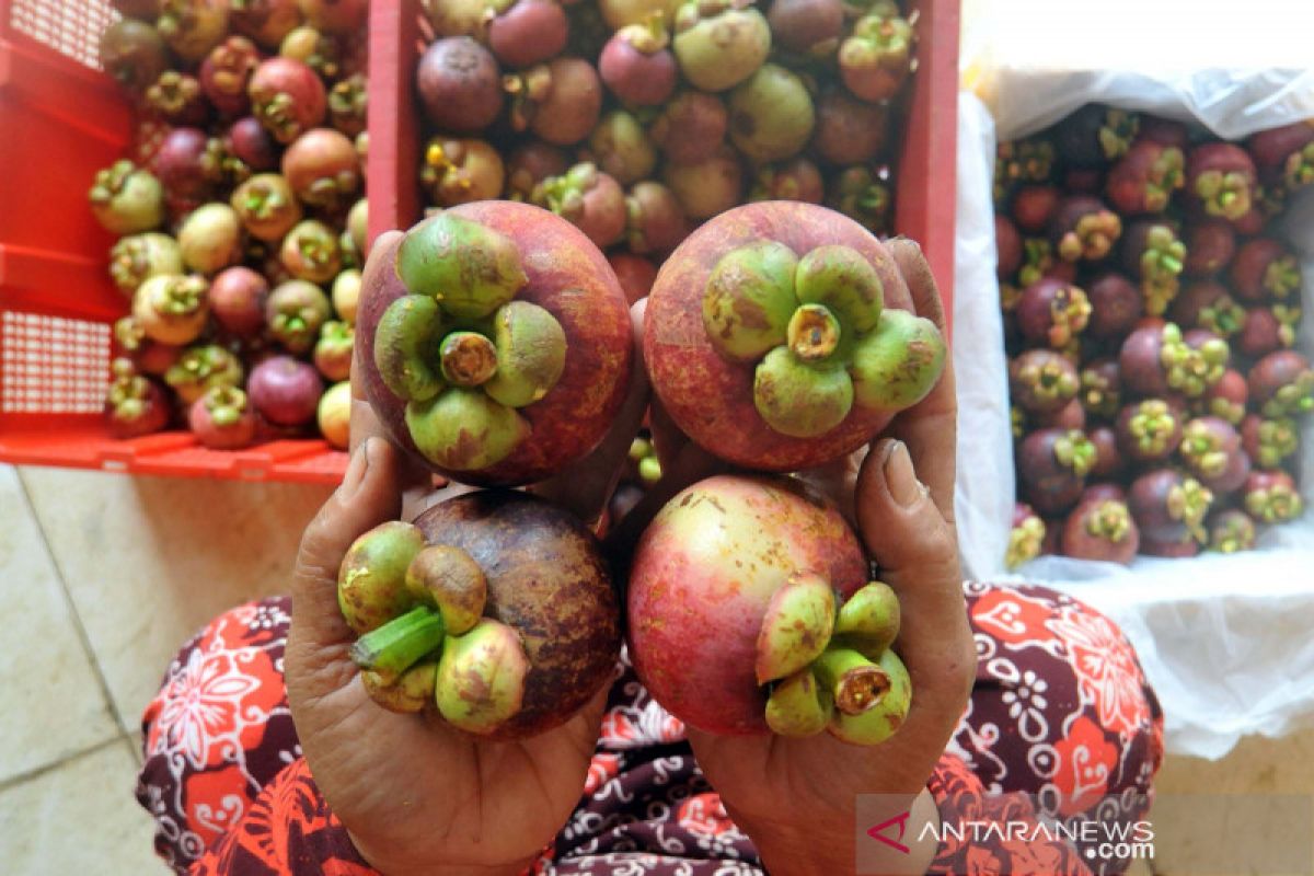 Dipicu sayur dan buah, BPS: Ekspor pertanian meningkat 20,84 persen