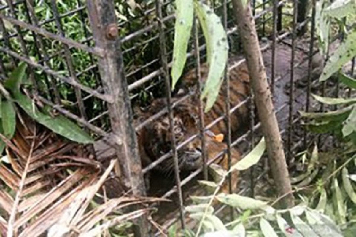Sektor swasta perlu dilibatkan dalam konservasi pelestarian harimau sumatera