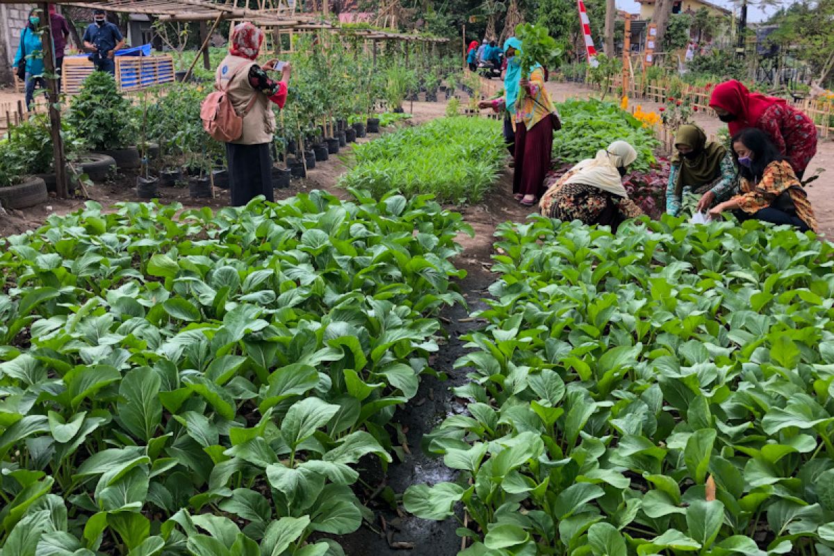 Yogyakarta mengembangkan pertanian perkotaan dengan Kampung Markisa