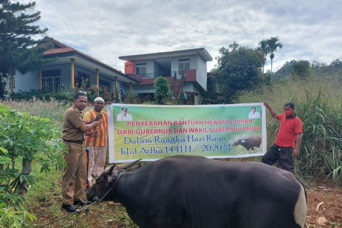 Pemprov Papua sumbang 10 ekor sapi bagi komunitas Muslim Jayapura