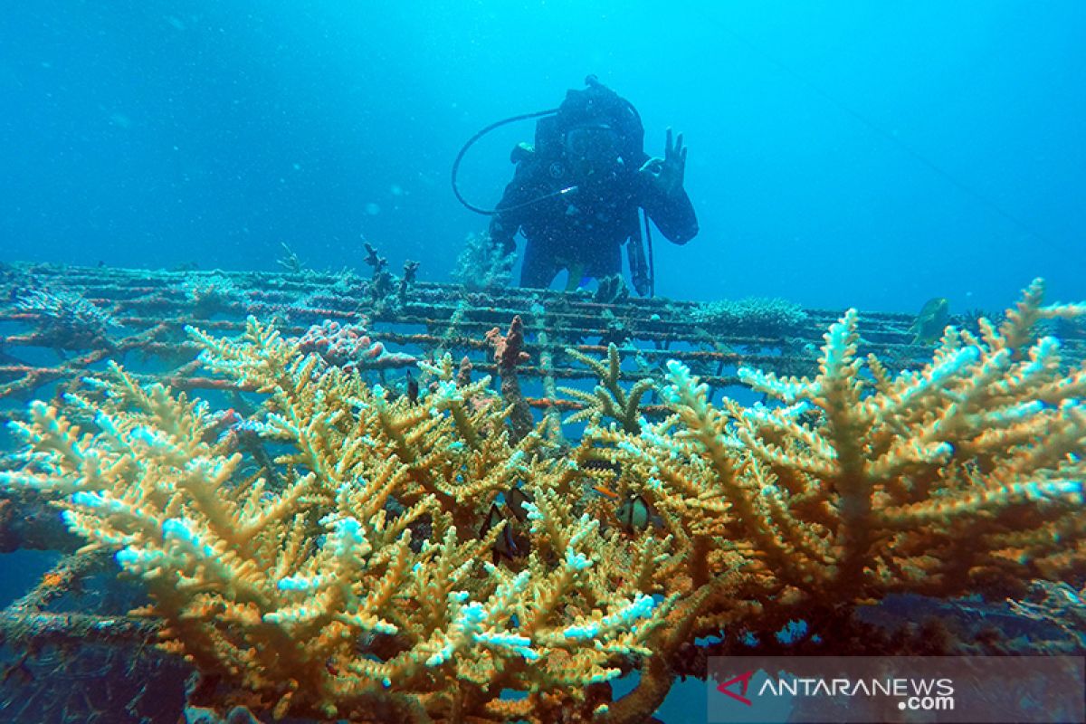 Nelayan Kecamatan Susoh rasakan manfaat terumbu karang