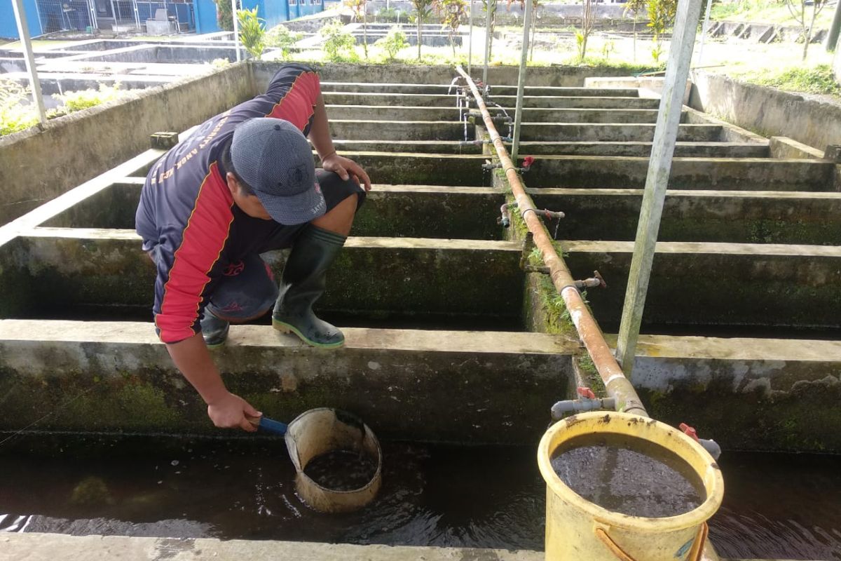 KKP mendorong pembudidayaan cacing sutera untuk pakan alami