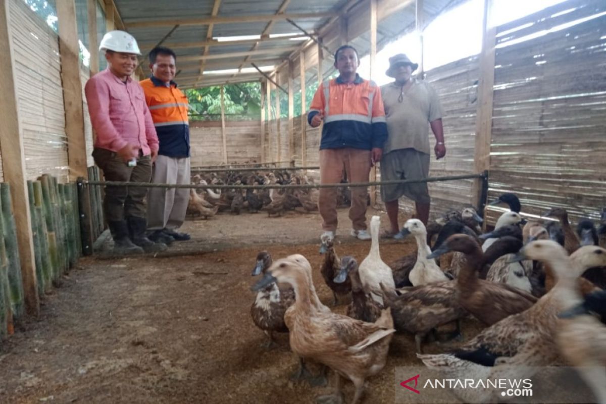 Peternak bebek di Pasar Maga dapat bantuan dari SMGP