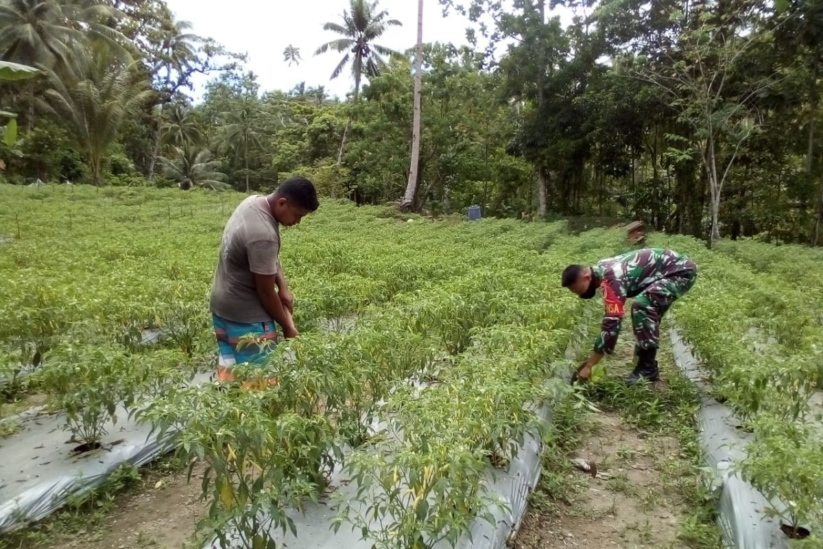 Dandim 1301/Sangihe wajibkan Babinsa dampingi petani di wilayah binaan