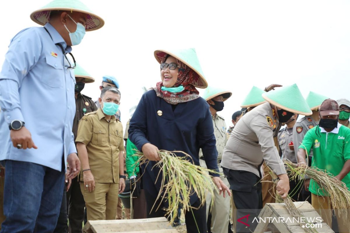 Forkopimda Bogor lakukan panen raya padi di lahan seluas 32,3 hektare (video)