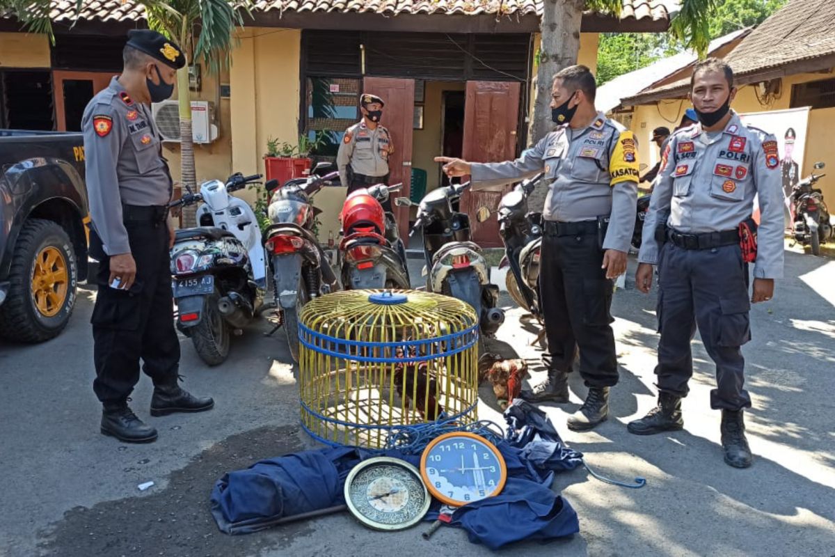 Dua ekor ayam aduan milik penjudi di Sumbawa tertinggal saat kocar kacir digerebek polisi