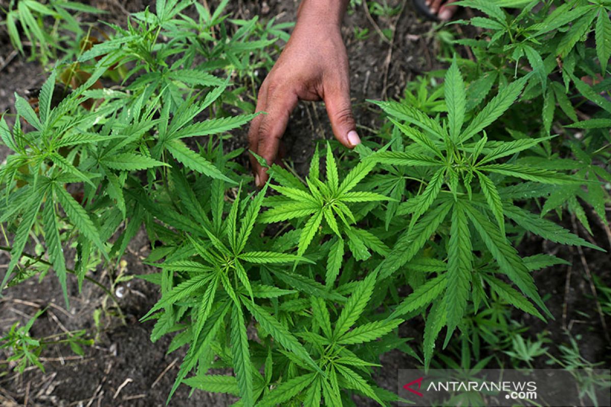 Thailand akan revisi UU narkotika untuk perluas produksi ganja