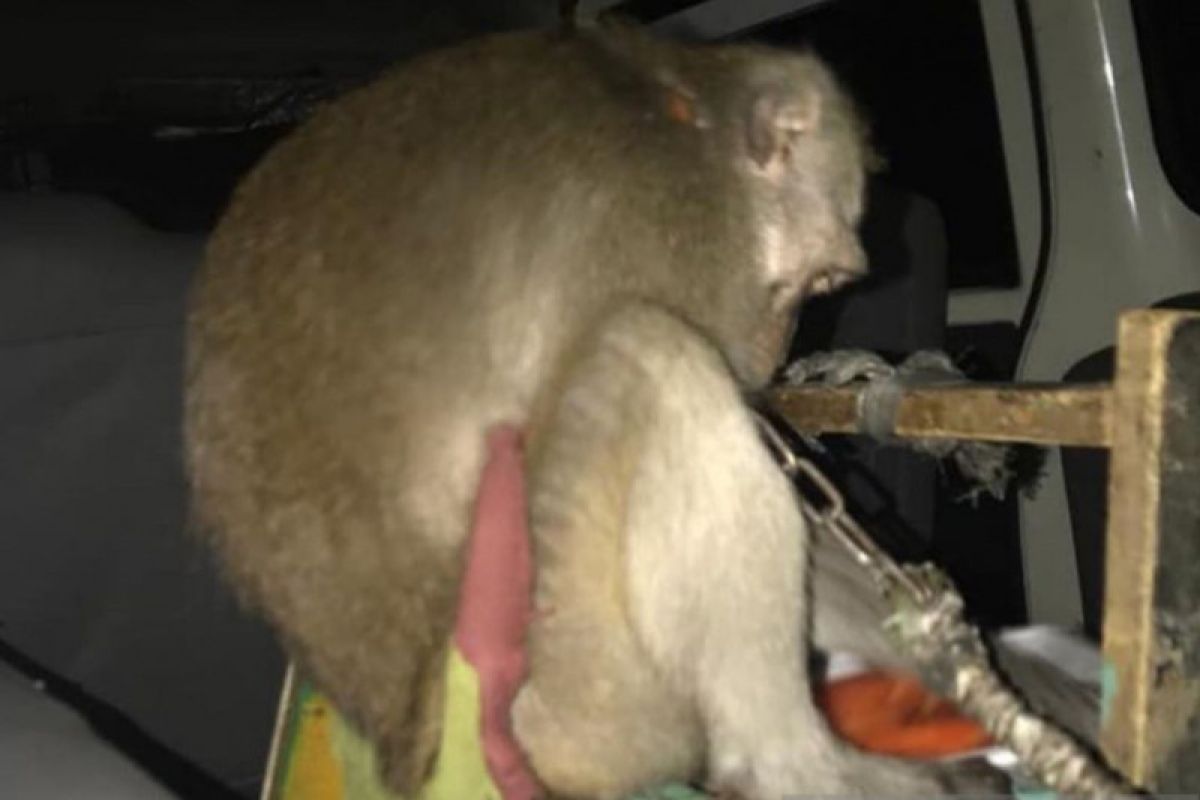 Five monkeys ill-treated by owners seized during crackdown