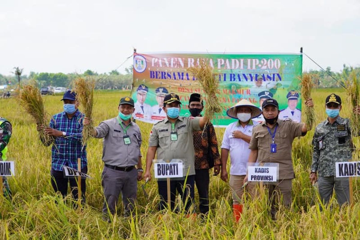 Banyuasin optimalkan puluhan hektare rawa jadi  persawahan