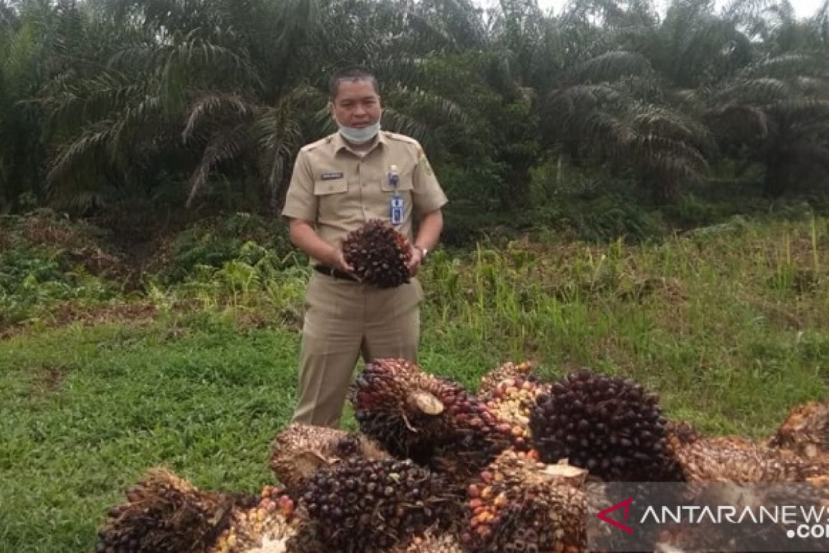 Harga minyak nabati global melorot turut picu turunnya harga sawit Riau