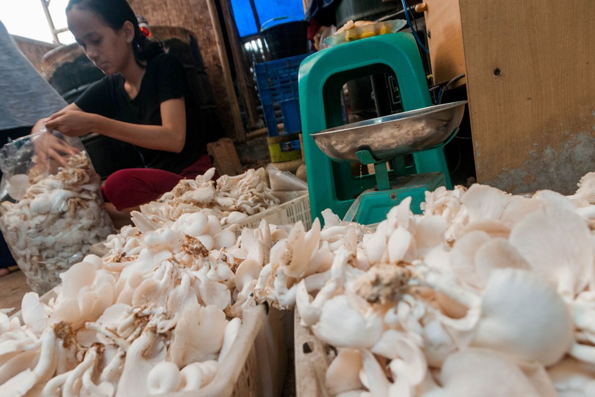 Permintaan jamur tiram di Lebak tinggi, petani kewalahan penuhi pesanan