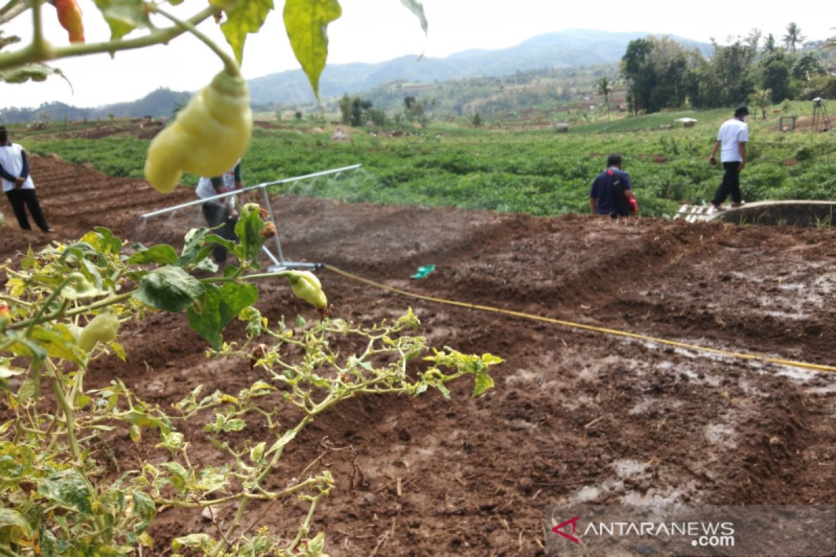 Pengembangan tanaman bawang merah 25 hektare di Bantul bertahap