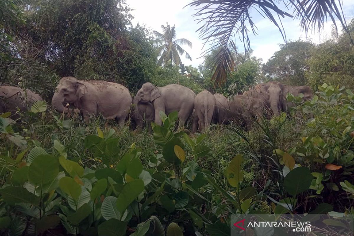 Belasan  gajah liar masuk permukiman warga di Bengkalis