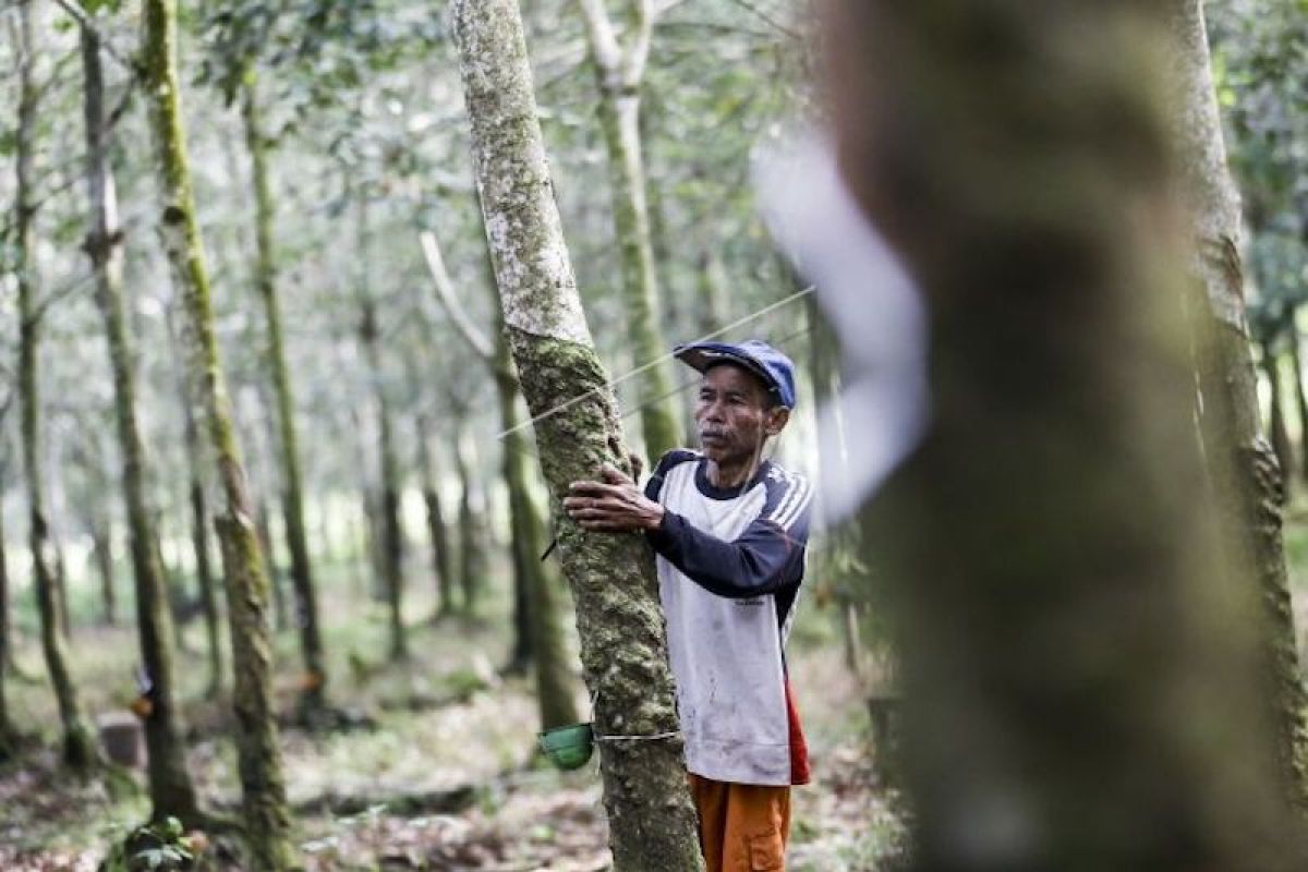 Harga karet kadar kering 100 persen di Sumsel Rp14.634/kg