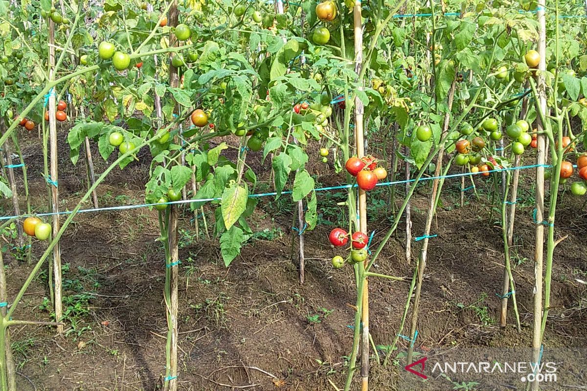 Distan Kabupaten Sangihe dorong kecamatan miliki hasil pertanian unggulan