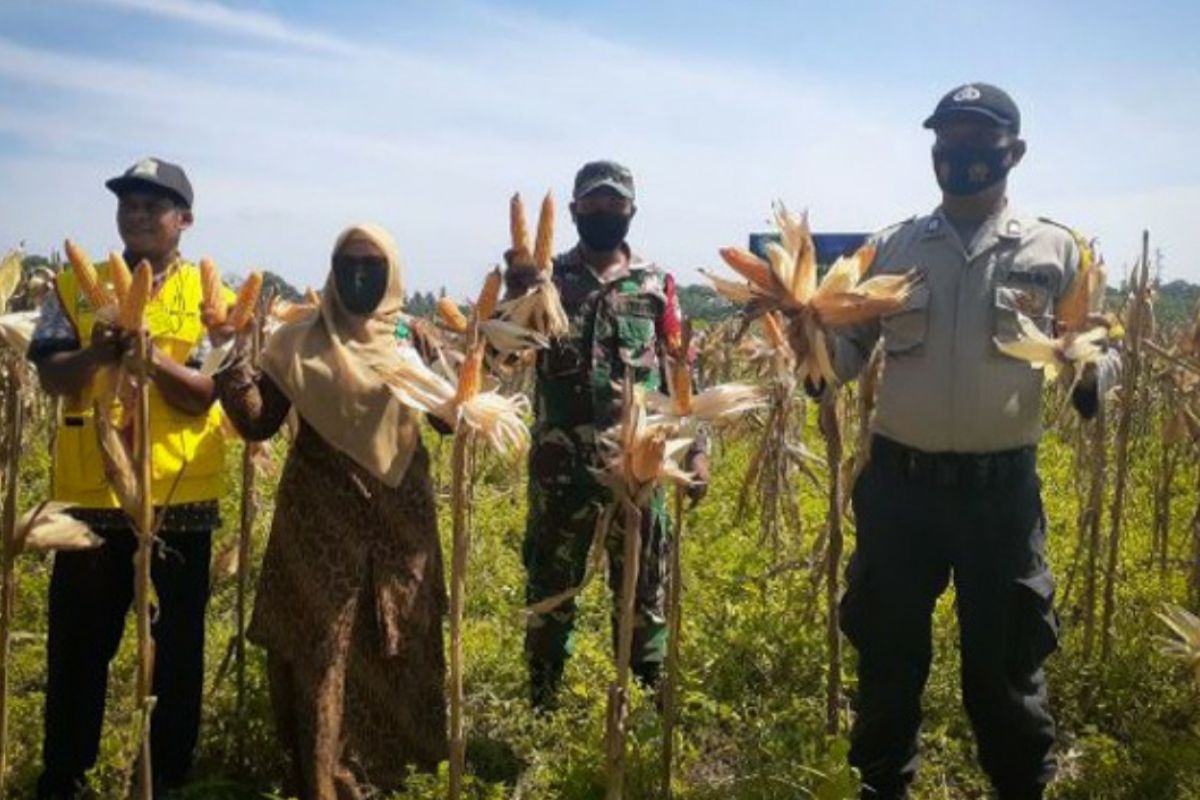 Tingkatkan ketahanan pangan, Kodim 0104 Aceh Timur panen jagung