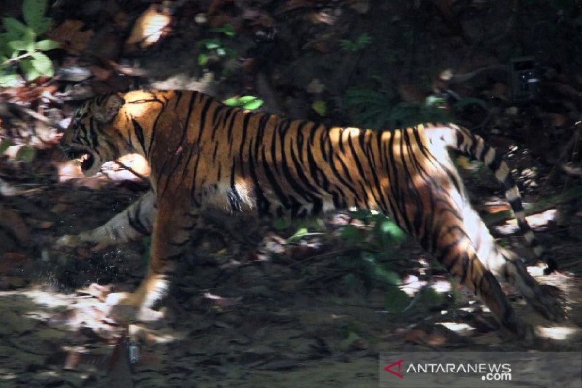 Harimau dekati pemukiman penduduk dan mangsa sapi warga