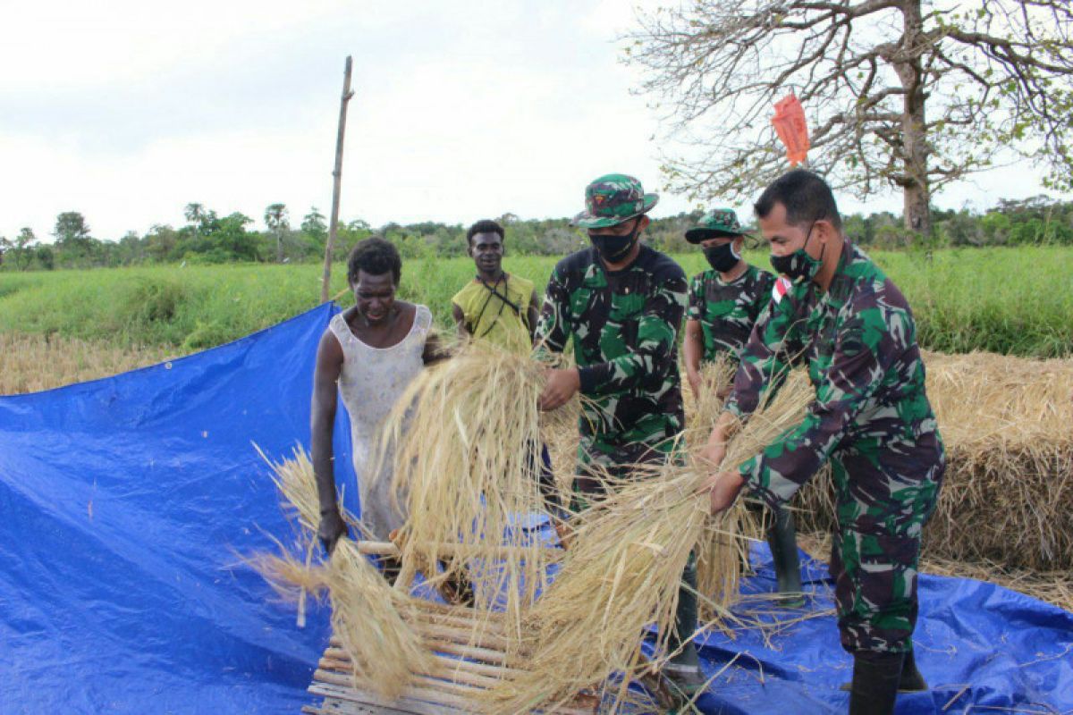Indonesian soldiers offer rice harvesting assistance to native Papuan farmers