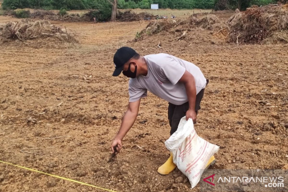 Polres Inhu ikut tanam jagung di lahan petani