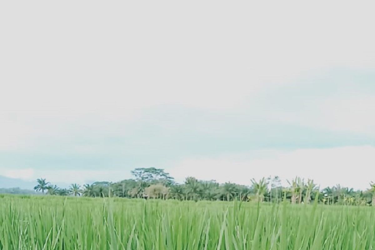 15 hektare padi di Mukomuko terserang ulat