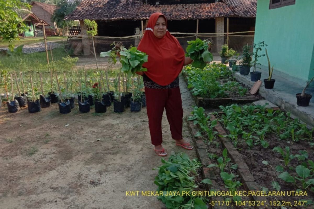 KWT Lampung bermodal 5.000 bisa produksi sayuran