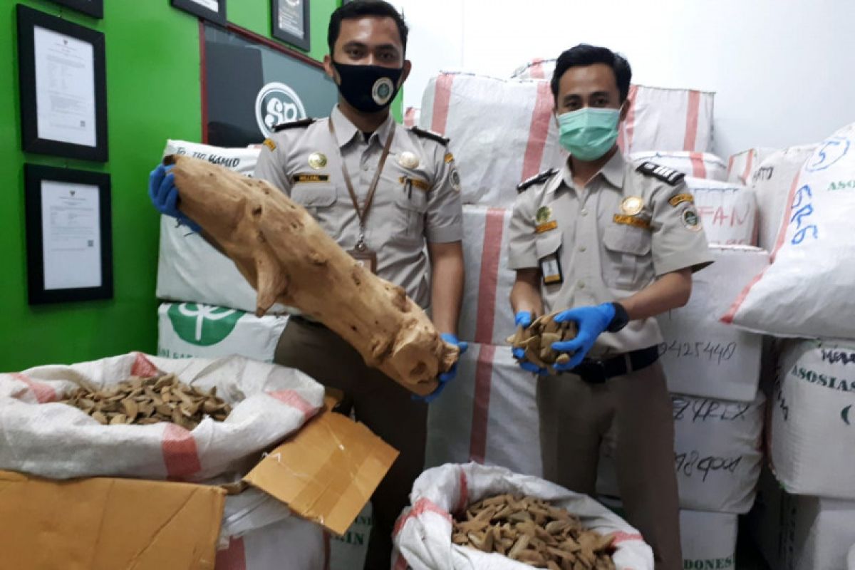 Karantina Pertanian Merauke : 2.659 Kg gaharu dikirim ke Jakarta