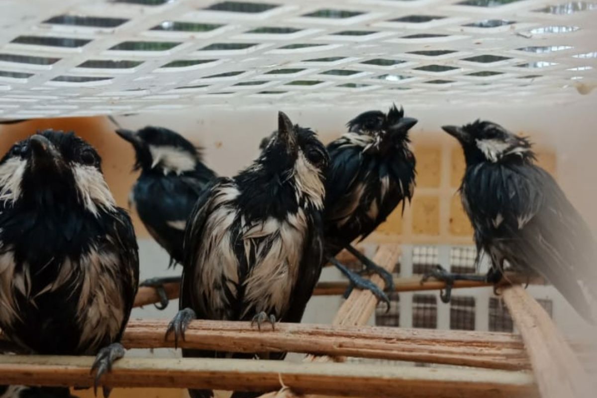 Petugas kembali gagalkan penyelundupan 2960 burung di Bakauheni