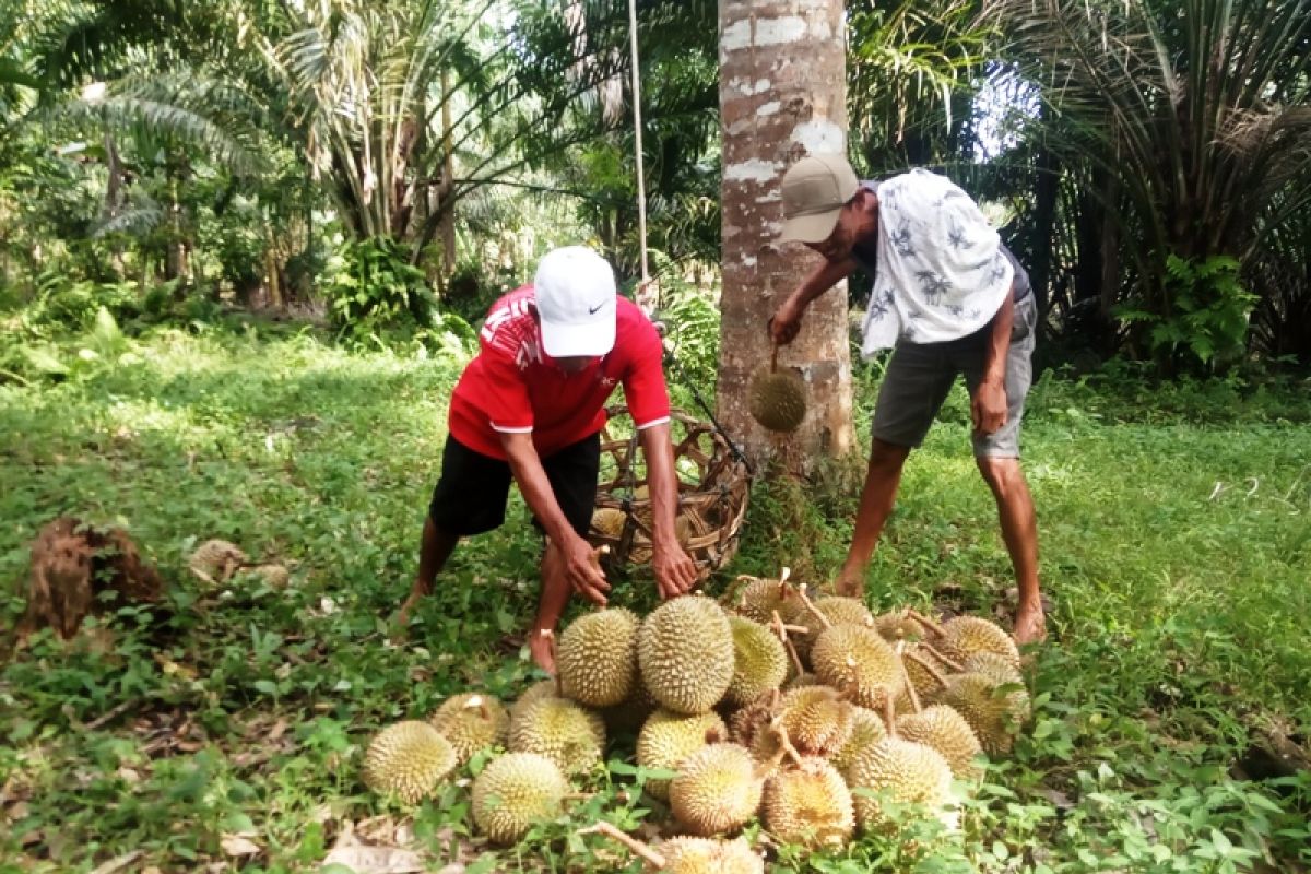 3.000 durian Lubukbasung Agam dipasarkan ke Riau-Jakarta setiap hari