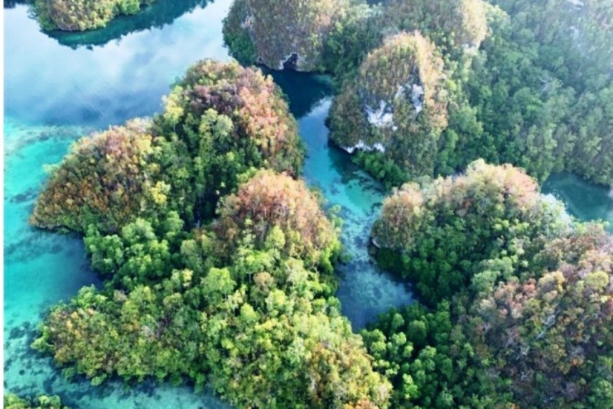 Prof Charlie: Pulau Papua miliki keanekaragaman tumbuhan tertinggi  di dunia