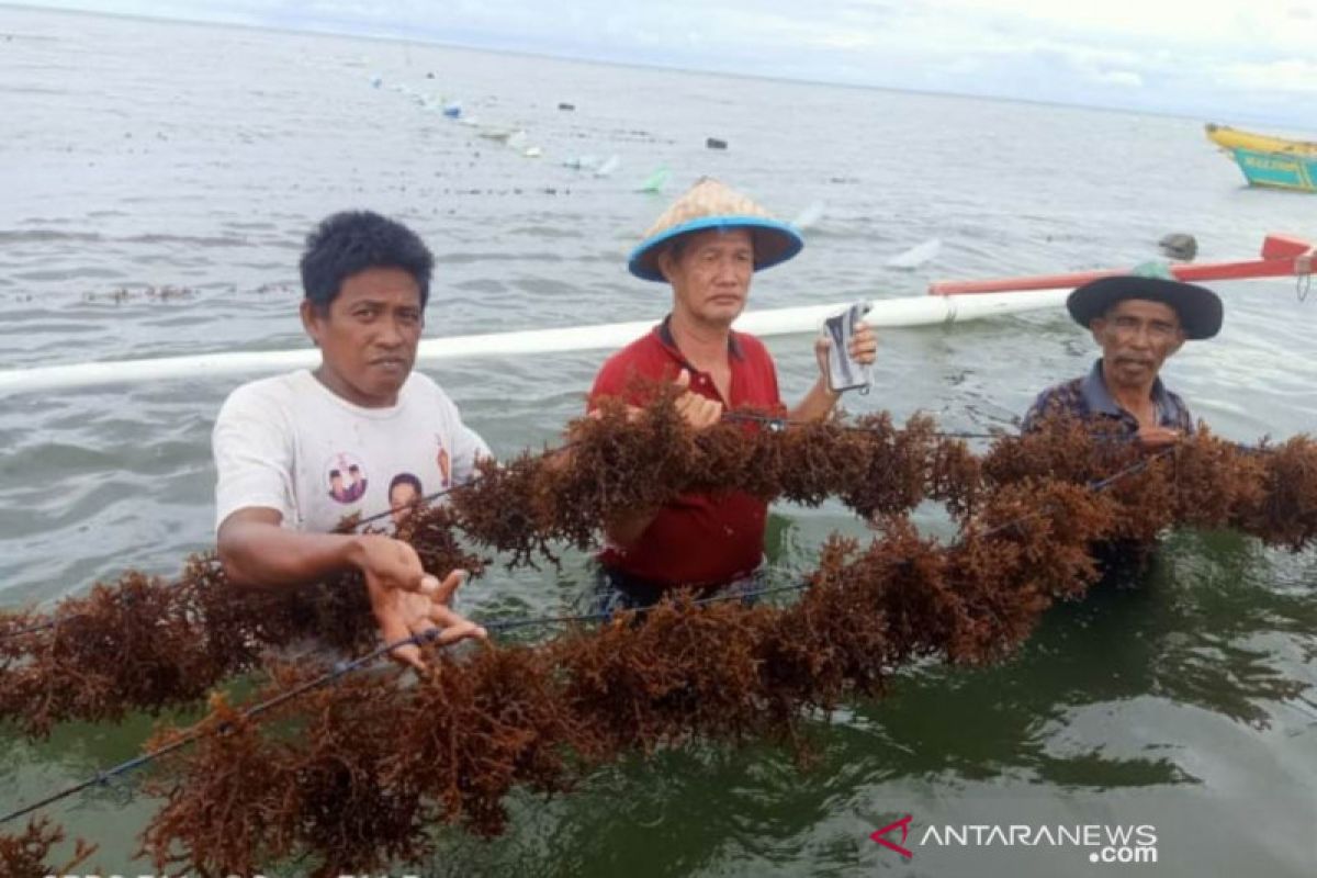 Produksi rumput laut Parigi Moutong menurun akibat cuaca buruk