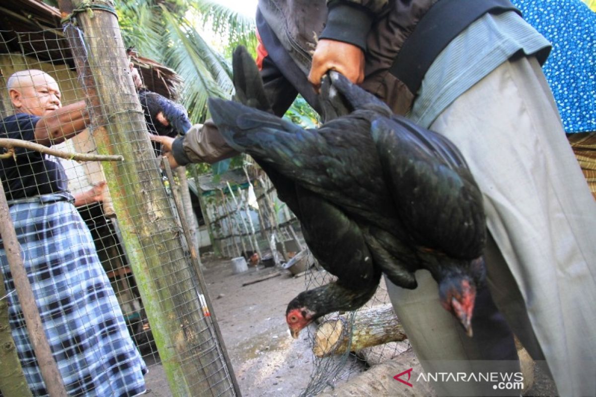 Ratusan ayam milik warga Samatiga Aceh Barat mati mendadak