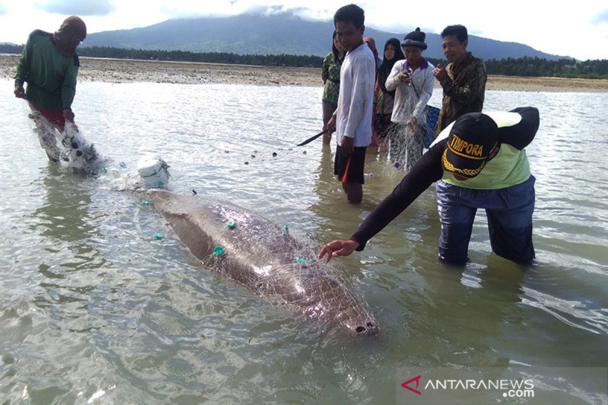 KKP latih warga terkait penanganan biota laut terdampar