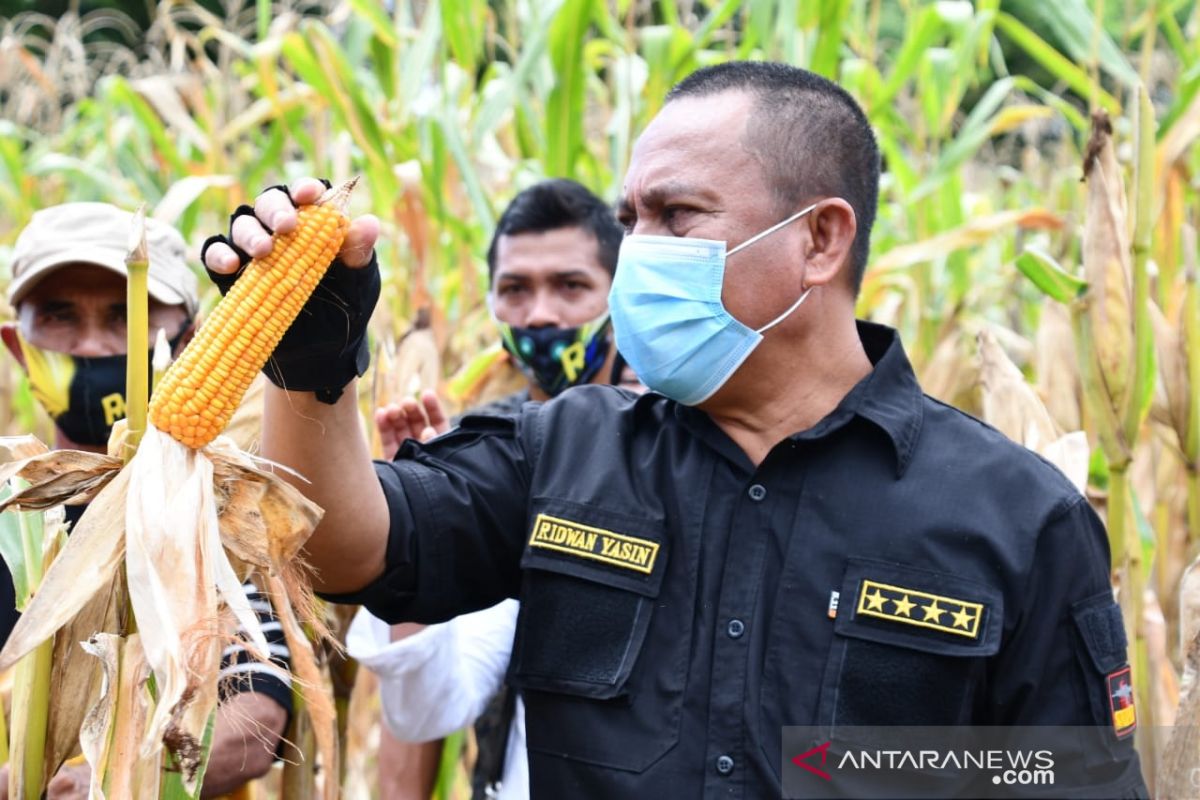 Pemkab Gorontalo Utara targetkan produksi jagung di atas 10 ton/ha
