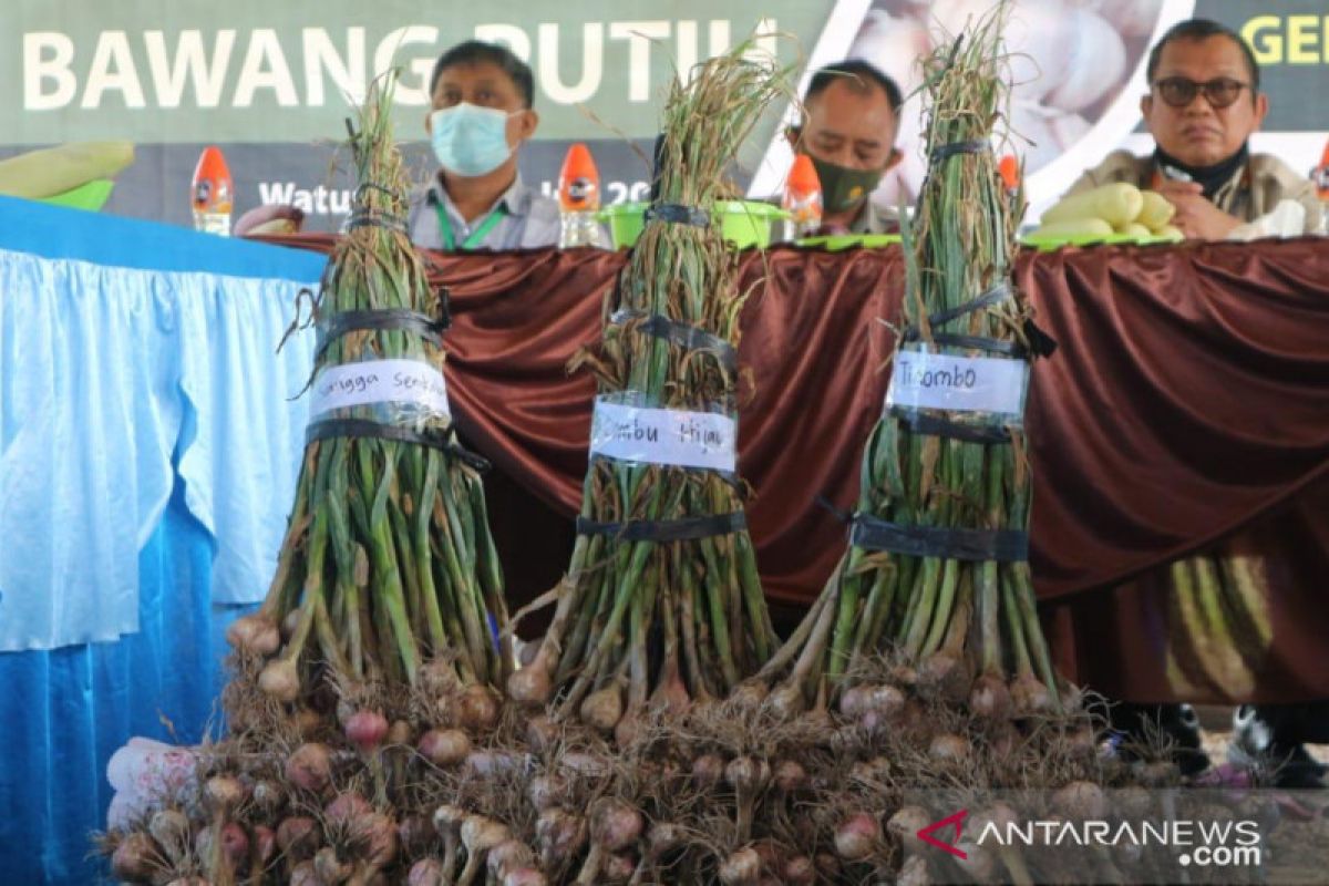 Komoditas bawang putih Napu-Sulteng  menjadi harapan baru Indonesia