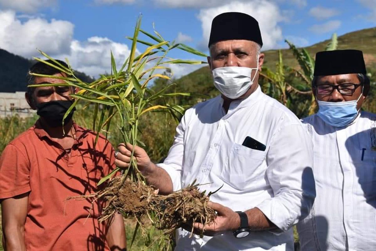 Petani di Aceh Tengah mulai kembangkan budidaya jahe emprit