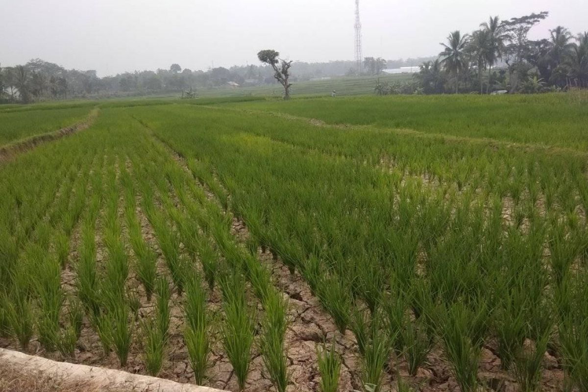 Lebak bantu pompa untuk petani antisipasi kekeringan