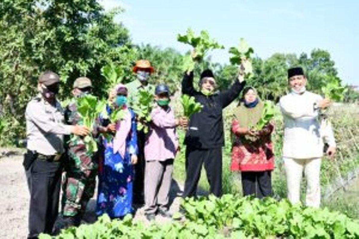 Kelompok wanita tani di Sergai kembangkan sayuran bebasis pekarangan
