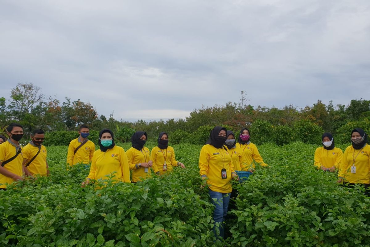 Pasukan kuning Perpus Palnam serbu petani Kampung Bunga