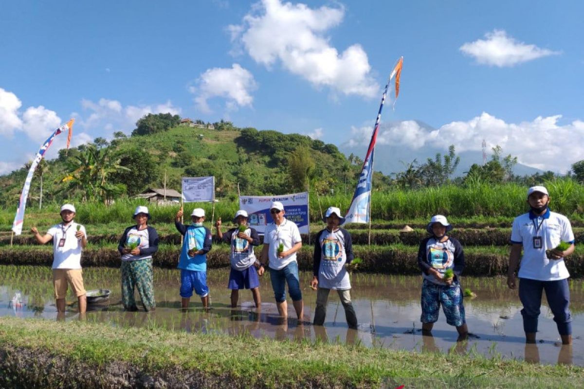 Tingkatkan produktivitas pertanian, PT Pupuk Kaltim gelar demplot padi di Desa Peladung-Bali