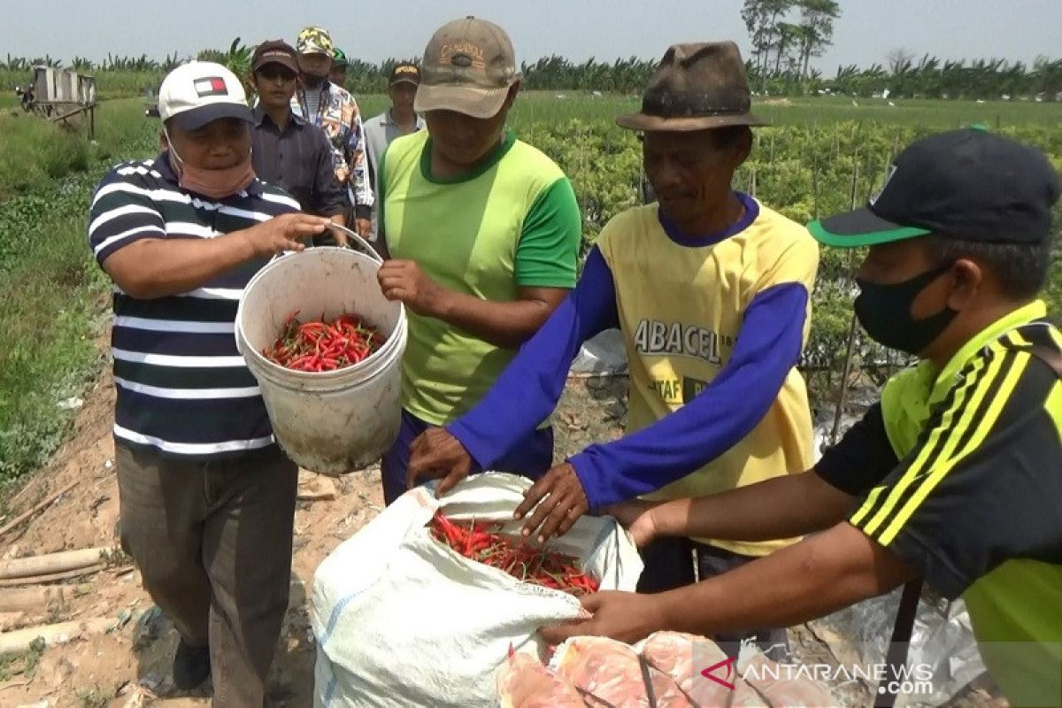 Wakil Ketua Komisi XI: Fungsi perbankan belum maksimal dukung petani