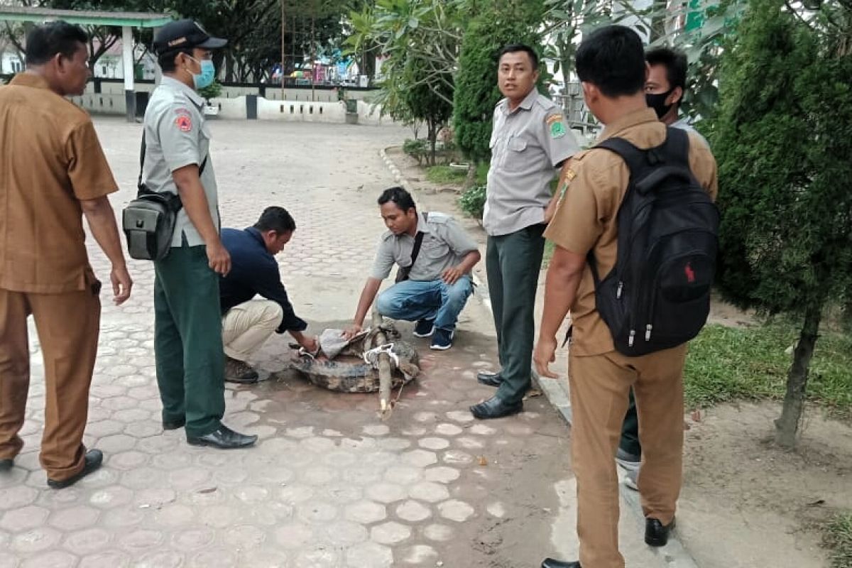 Seekor buaya ikan ditangkap warga