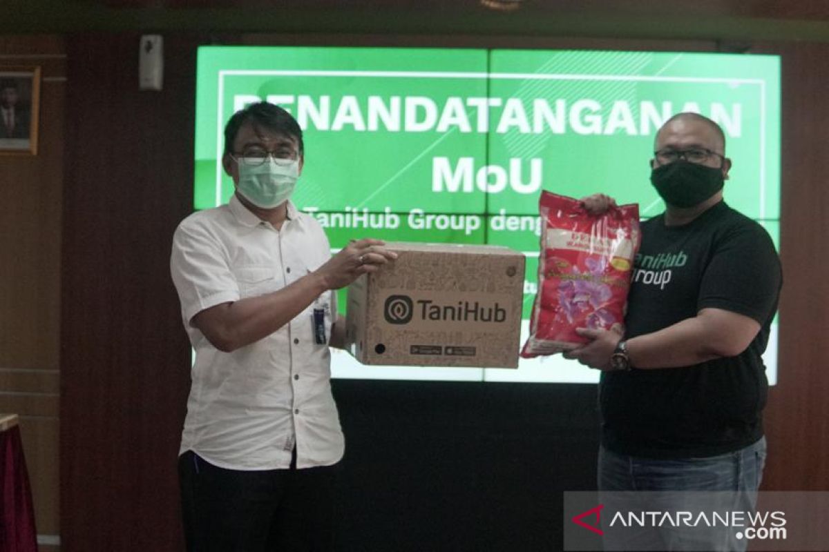 Pertani gandeng TaniHub targetkan menjual 150.000 ton beras per tahun