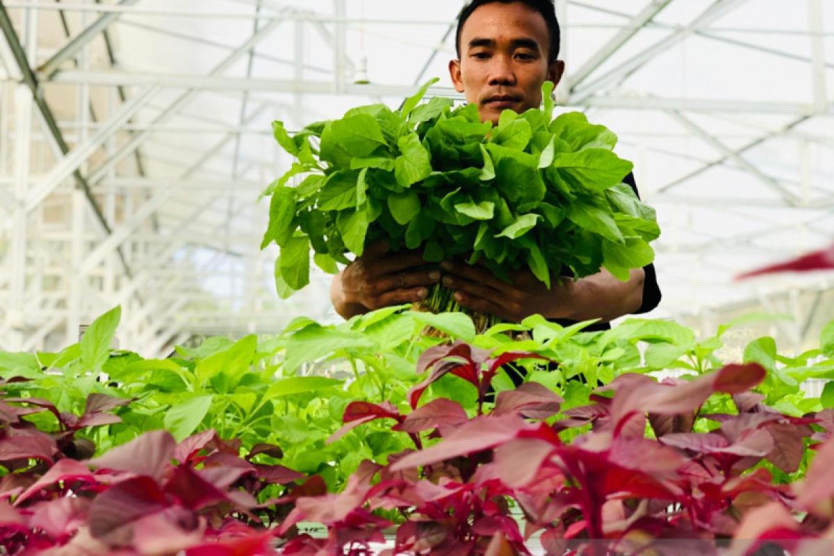 Aquagriculture menjadi solusi ancaman krisis pangan di tengah pandemi