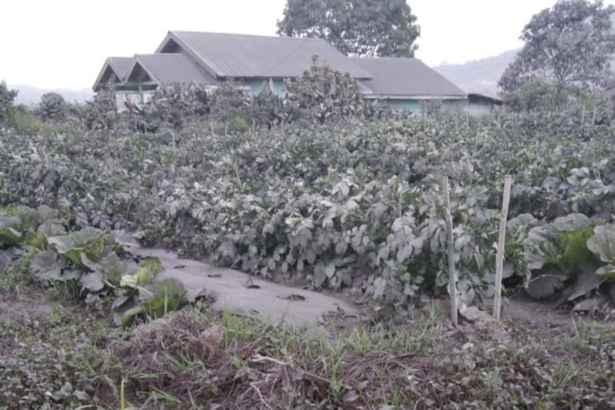 BPBD Karo sebut tanaman pertanian rusak parah dampak letusan Sinabung