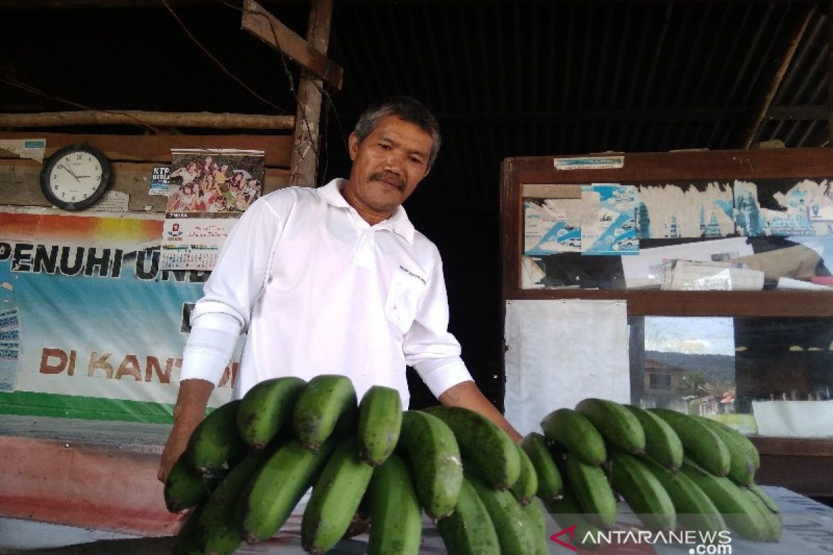 Pisang barangan merah Simangumban Taput tembus pasar Jakarta